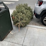Holiday Tree Removal at 1592 Chestnut St