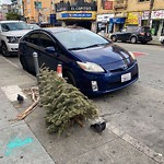 Holiday Tree Removal at 2380 Mission St