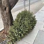 Holiday Tree Removal at 1730 Jackson St