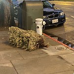 Holiday Tree Removal at 2850 Fulton St