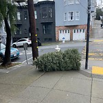 Holiday Tree Removal at 2215 Jones St