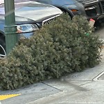 Holiday Tree Removal at Intersection Of Green St & Laguna St