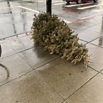 Holiday Tree Removal at 690 Illinois St