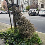 Holiday Tree Removal at 845 Waller St
