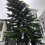 Tree Maintenance at 1443 Broderick St Lower Pacific Heights