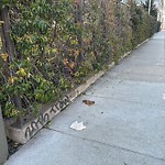 Street or Sidewalk Cleaning at 685 7th St