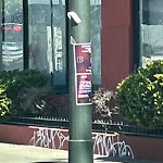 Illegal Postings at Intersection Of Erie St & Mission St