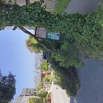 Tree Maintenance at Vallejo St. & Divisadero St Pacific Heights Sf