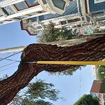 Tree Maintenance at 441 Duboce Ave