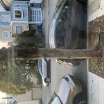Tree Maintenance at 379 Hermann St Duboce Triangle