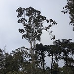 Tree Maintenance at Sf San Francisco County Ca
