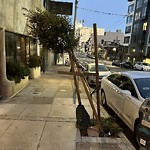 Tree Maintenance at 1233 Sutter St, San Francisco Ca 94109, United States