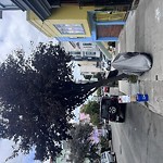 Tree Maintenance at 1155 Treat Ave Mission District