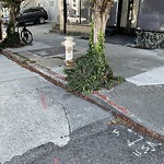 Curb & Sidewalk Issues at Greenwich St & Pierce St Cow Hollow Sf