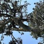 Tree Maintenance at 98 Santa Rita Ave West Of Twin Peaks
