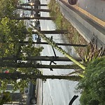 Tree Maintenance at Masonic Ave & Grove St Panhandle Sf