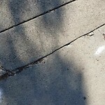 Curb & Sidewalk Issues at Intersection Of Masonic Ave & Hayes St
