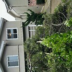 Tree Maintenance at 253 Christopher Dr