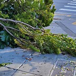 Tree Maintenance at 3716 Cesar Chavez St, San Francisco 94110