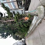 Tree Maintenance at 1470 Montgomery St, San Francisco 94133
