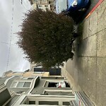 Tree Maintenance at 4754 California St, San Francisco 94118