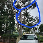 Tree Maintenance at Koshland Park, Page & Buchanan, San Francisco 94102