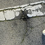 Pothole & Street Issues at Park Merced, 戴利城