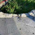 Curb & Sidewalk Issues at Intersection Of Capp St & Cesar Chavez St