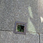 Curb & Sidewalk Issues at 424 Quintara St, San Francisco 94116