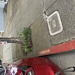 Illegal Postings at 2017 San Jose Ave