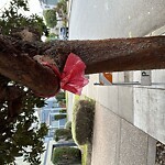 Tree Maintenance at 2820 34th Ave