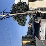 Tree Maintenance at 4312 Kirkham St, San Francisco 94122