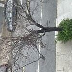 Tree Maintenance at 70 Clipper St