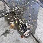 Flooding, Sewer & Water Leak Issues at 1317 Dolores St, San Francisco 94110