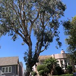 Tree Maintenance at 350 Santa Ana Ave
