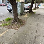 Street or Sidewalk Cleaning at 225 Parker Ave