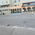 Pothole & Street Issues at 1761 Fillmore St, San Francisco 94115
