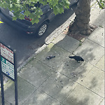 Street or Sidewalk Cleaning at 2180 Filbert St, San Francisco 94123