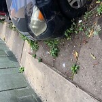 Pothole & Street Issues at Salmon St