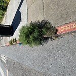 Curb & Sidewalk Issues at Lyon St & Turk Blvd