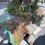Curb & Sidewalk Issues at 28 Day St