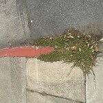 Curb & Sidewalk Issues at 23rd Ave & Anza St