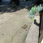 Curb & Sidewalk Issues at 59 Ford St