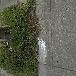 Street or Sidewalk Cleaning at 165 Buena Vista Ave E