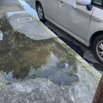 Flooding, Sewer & Water Leak Issues at 332 12th Ave