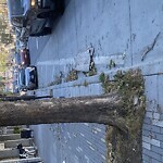 Street or Sidewalk Cleaning at 2307 Van Ness Ave